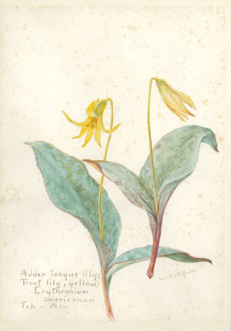 Adder tongue lily: Trout lily, yellow: Erythronium americanum (February - March)