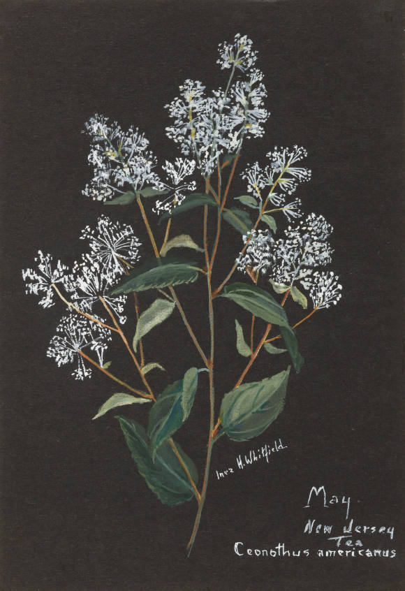 New Jersey Tea: Ceonothus americanus (May)