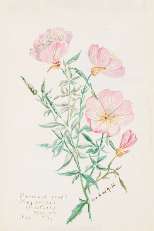 Primrose, pink; May poppy: Oenothera speciosa (April - May)