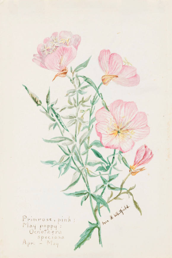 Primrose, pink; May poppy: Oenothera speciosa (April - May)