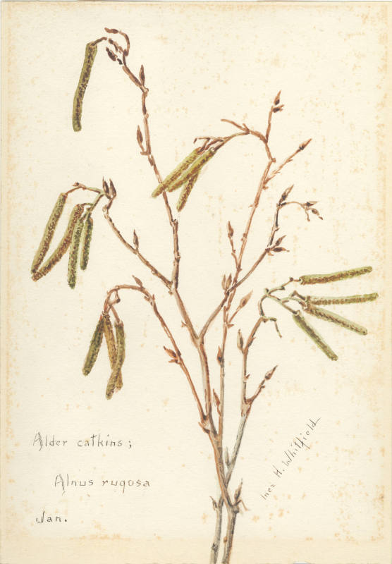 Alder catkins: Alnus rugosa (January)