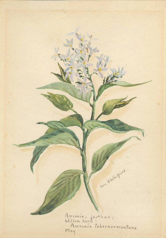 Amsonia, feather; Willow herb: Amsonia tabernaemontana (May)