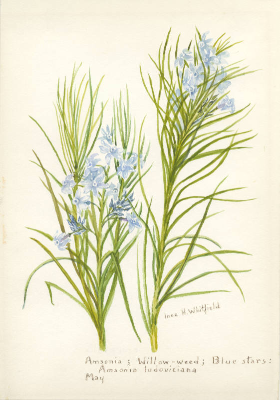 Amsonia; Willow-weed; Blue stars: Amsonia ludoviciana (May)