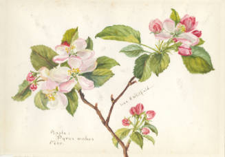 Apple: Pyrus malus (March)