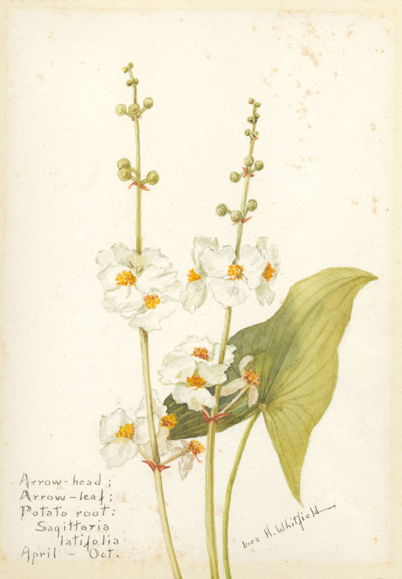 Arrow-head; Arrow-leaf; Potato root: Sagittaria latifolia (April - October)