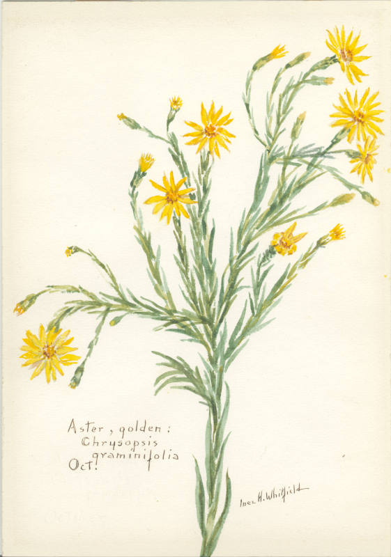 Aster, golden; Chrysopsis graminifolia (October)