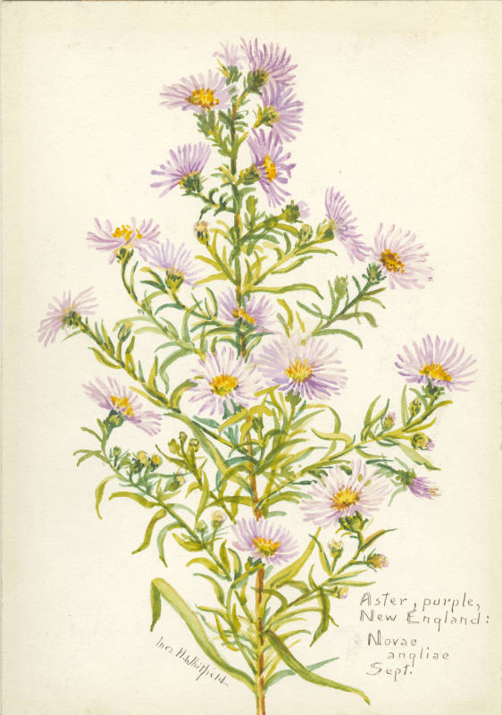 Aster, purple; New England: Novae angliae (September)