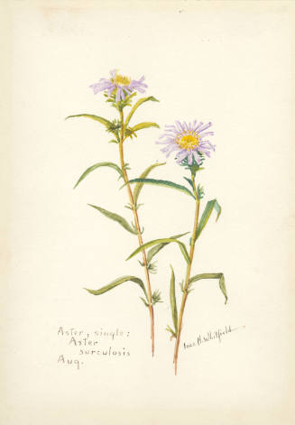 Aster, single; Aster surculosis (August)