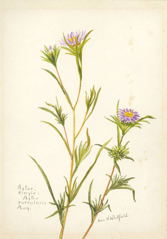 Aster, single: Aster surculosis (August)