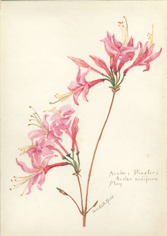 Azalea; Pinxter: Azalea nudiflora (May)