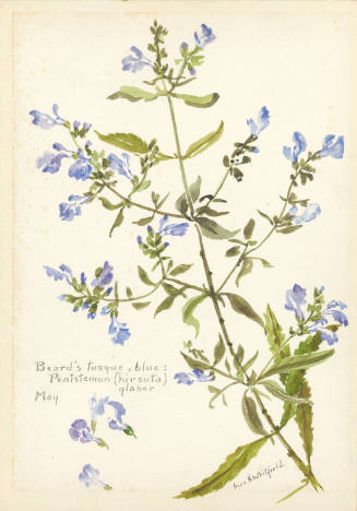 Beard's tongue, blue: Pentstemon (hirsute) glaber (May)