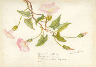 Bindweed, pink; Hedge bindweed: Convolvulus sepium (May)