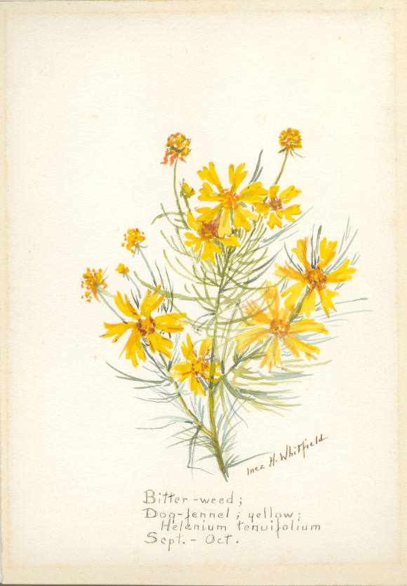 Bitter-weed; Dog-fennel, yellow: Helenium tenuifolium (September - October)