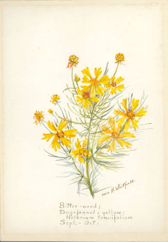 Bitter-weed; Dog-fennel, yellow: Helenium tenuifolium (September - October)