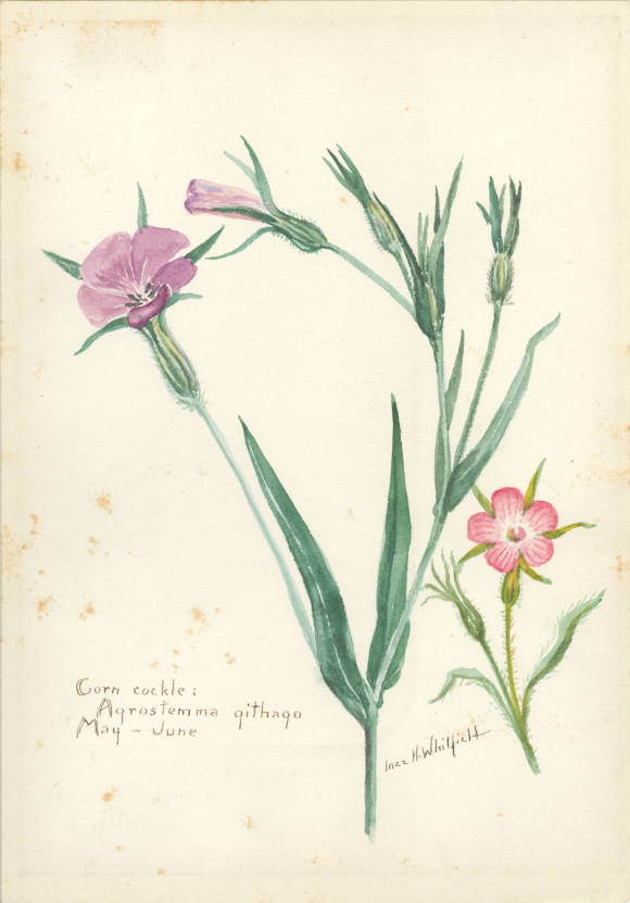 Corn cockle: Agrostemma githago (May - June)
