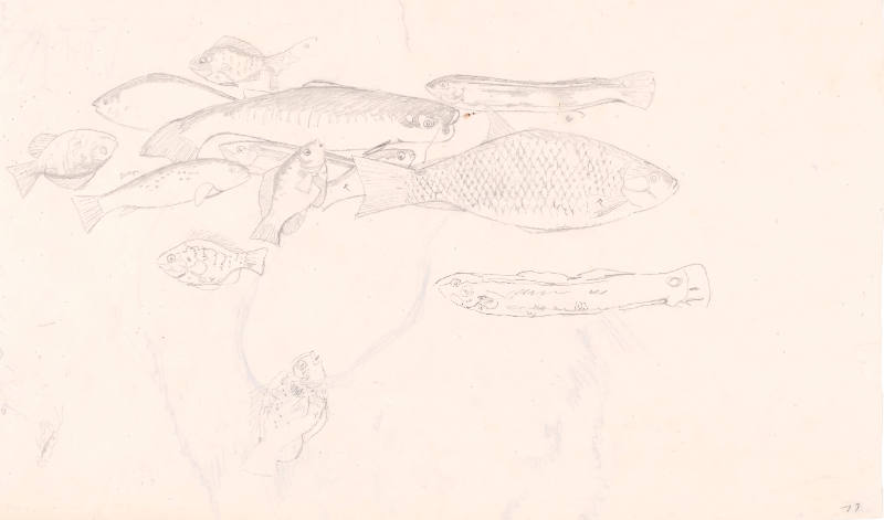 Study for "The Draught of Fishes"