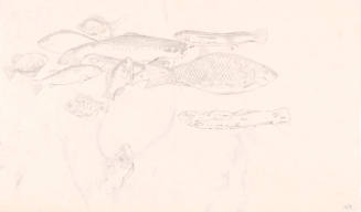 Study for "The Draught of Fishes"