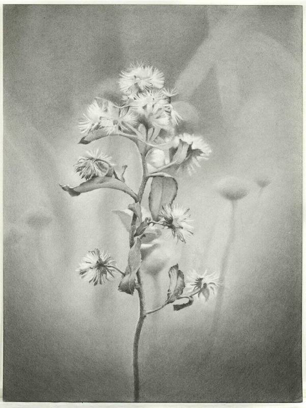 Wildflower, Jamaica Bay