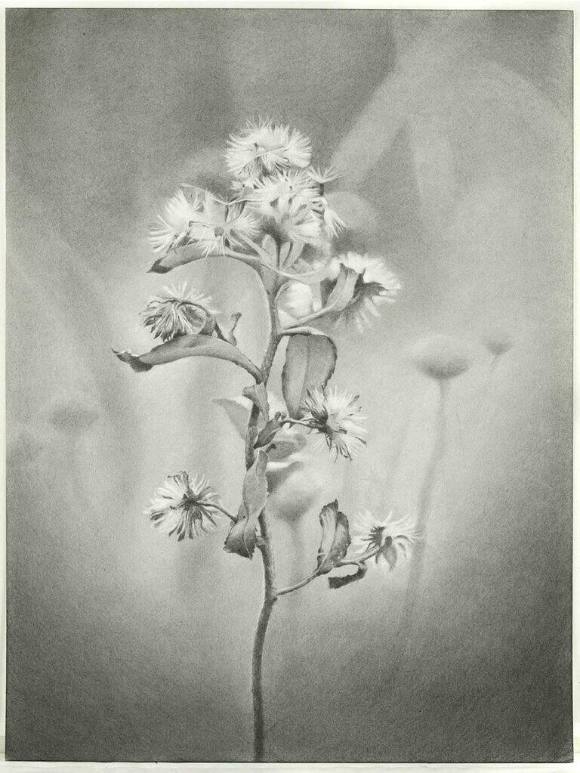 Wildflower, Jamaica Bay