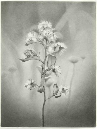 Wildflower, Jamaica Bay