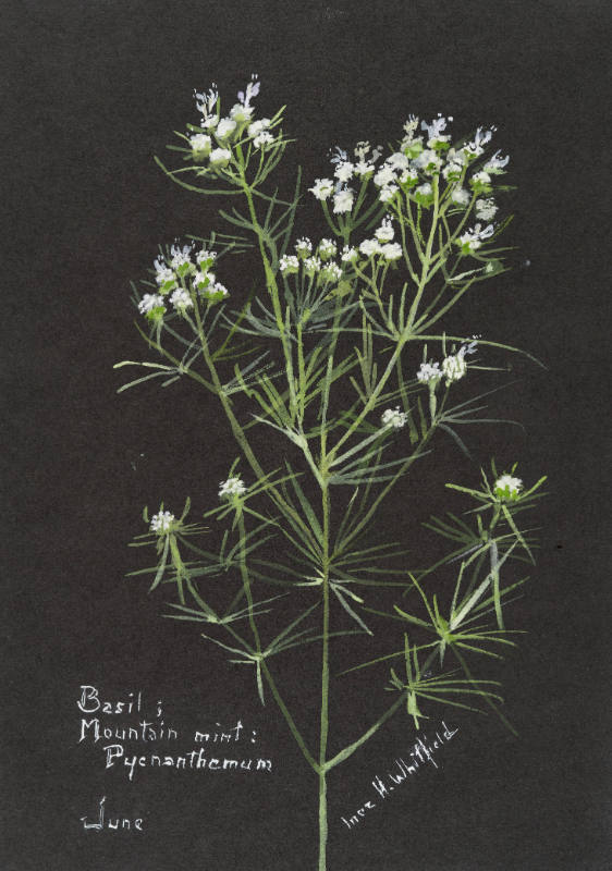 Basil; Mountain mint: Pychanthemum (June)
