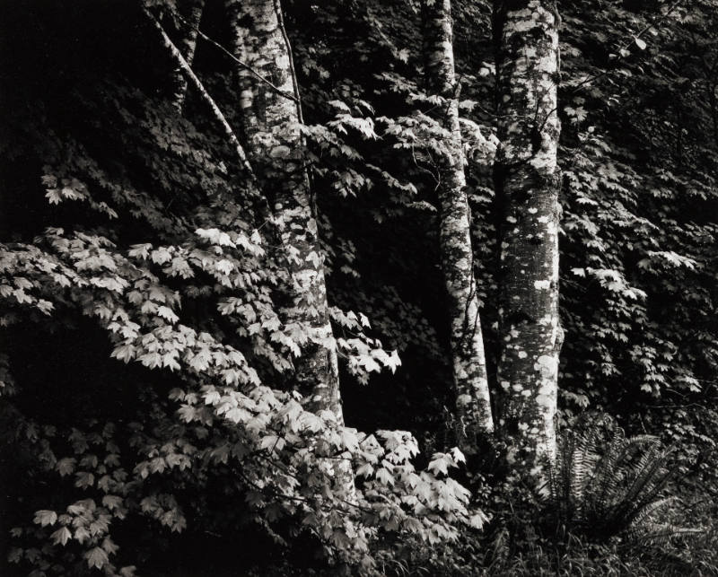 3 Beech Trees, Washington