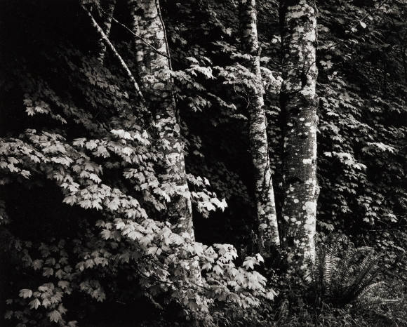 3 Beech Trees, Washington