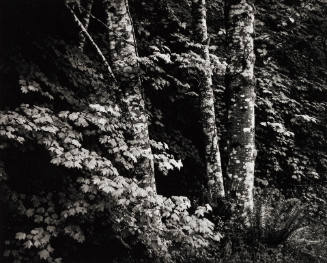 3 Beech Trees, Washington