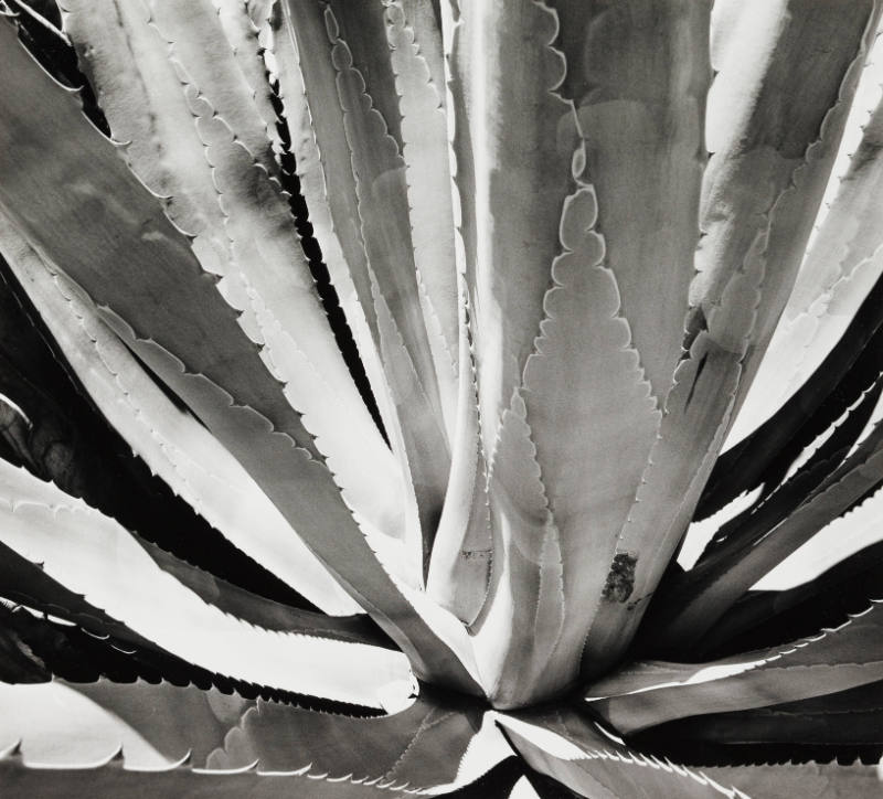 Century Plant, California