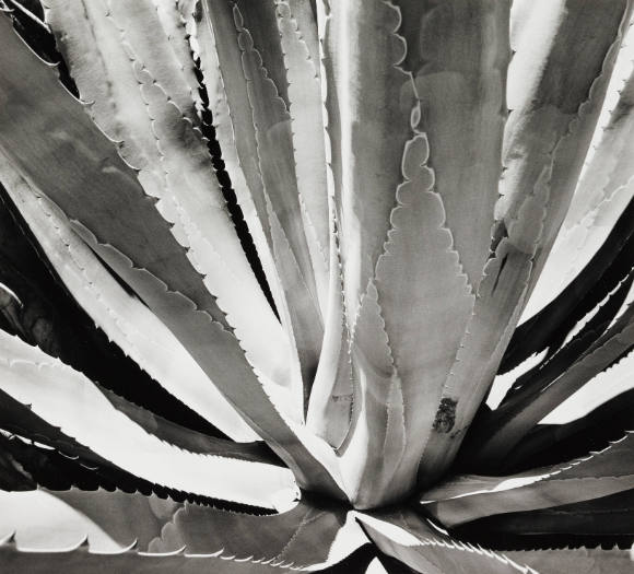 Century Plant, California
