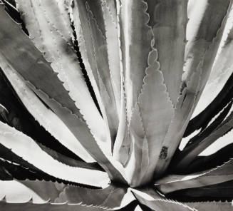 Century Plant, California