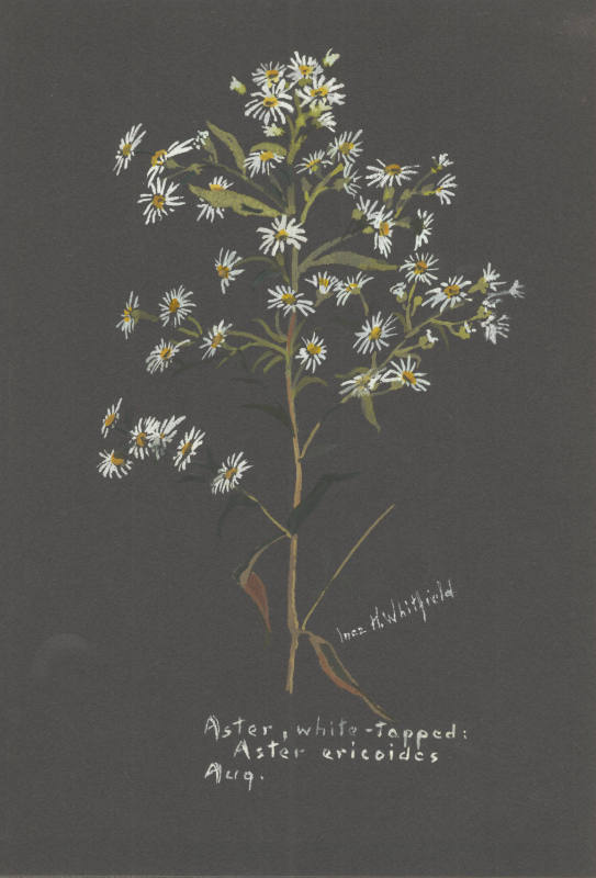 Aster, white-topped: Aster ericoides (August)