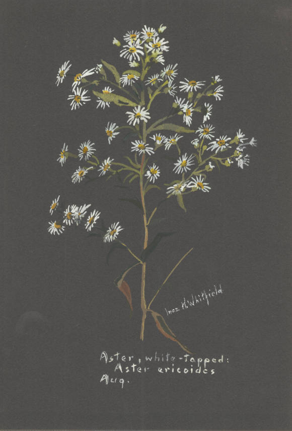 Aster, white-topped: Aster ericoides (August)
