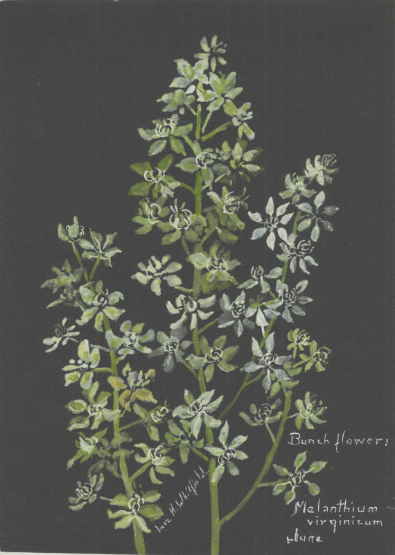 Bunchflower: Melanthium virginicum (June)