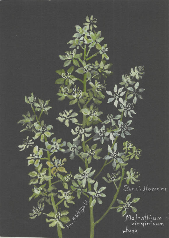 Bunchflower: Melanthium virginicum (June)