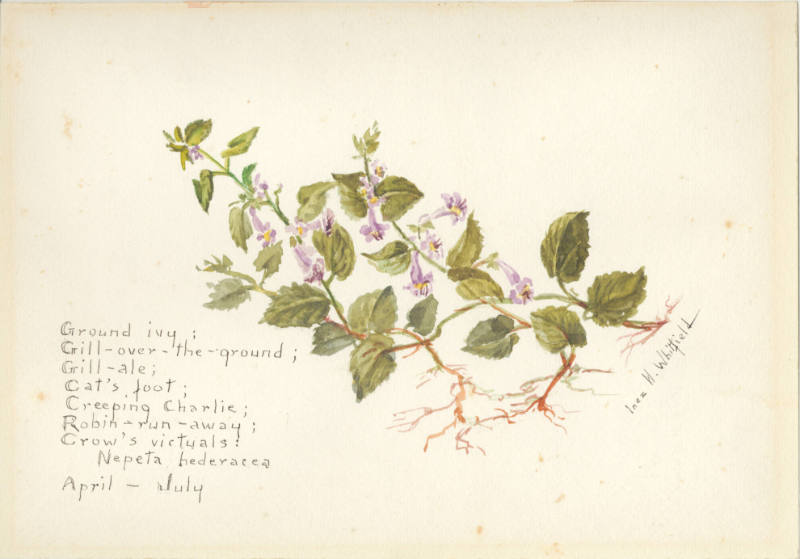 Ground ivy; Gill-over-the-ground; Gill-ale; Cat's foot; Creeping Charlie; Robin-run-away; Crow's victuals: Nepeta hederacea (April - July)