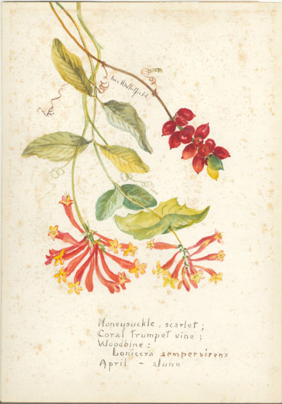 Honeysuckle, scarlet; Coral Trumpet vine; Woodbine: Lonicera sempervirens (April - June)