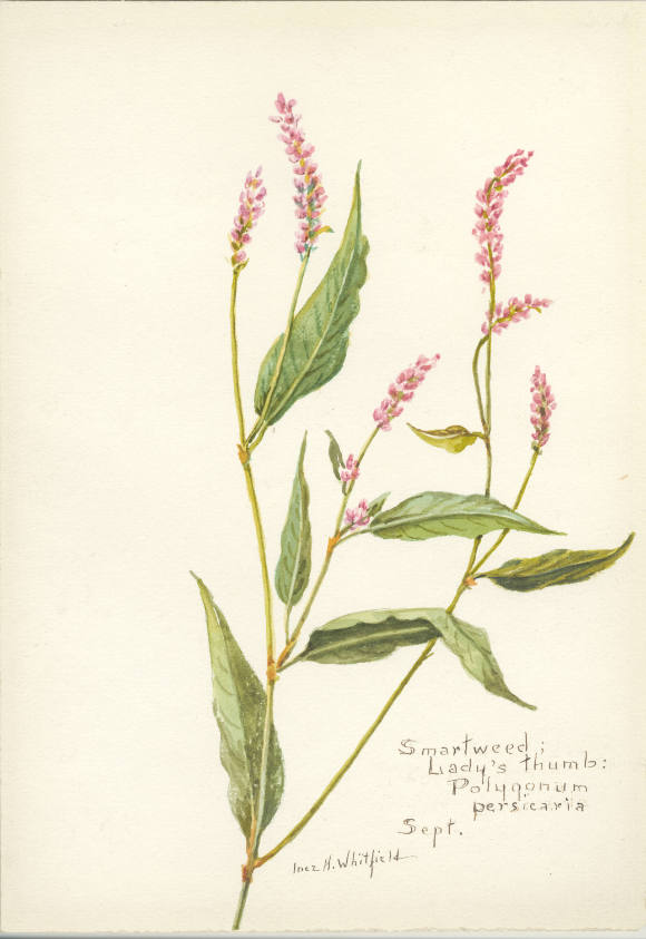Smartweed; Lady's thumb: Polygonum persicaria (September)