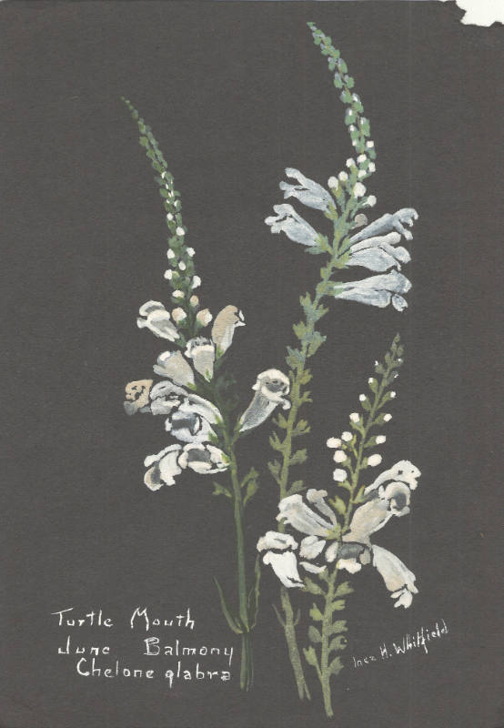Turtle Mouth; Balmony: Cholone glabra (June)