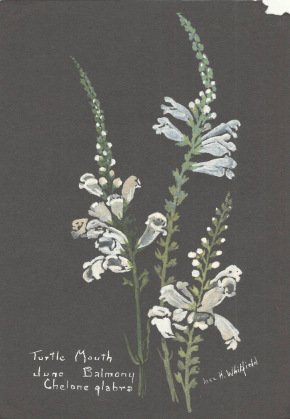 Turtle Mouth; Balmony: Cholone glabra (June)