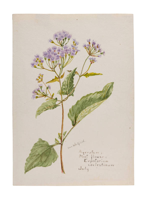 Ageratum; Mist Flower: Eupatorium coelestinum (July)