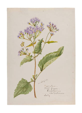 Ageratum; Mist Flower: Eupatorium coelestinum (July)