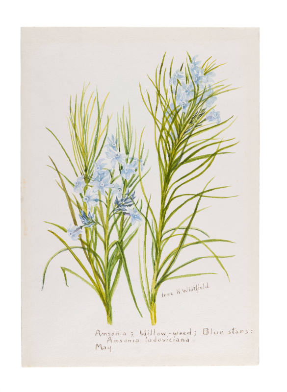 Amsonia; Willow-weed; Blue stars: Amsonia ludoviciana (May)