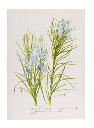 Amsonia; Willow-weed; Blue stars: Amsonia ludoviciana (May)