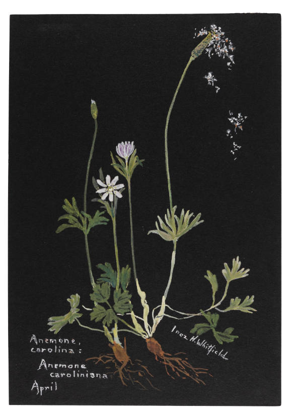Anemone, Carolina: Anemone caroliniana (April)