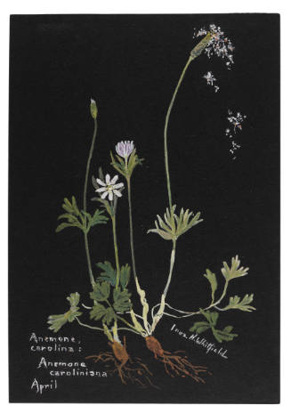 Anemone, Carolina: Anemone caroliniana (April)