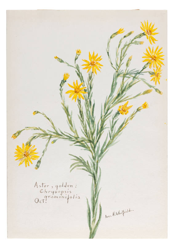 Aster, golden; Chrysopsis graminifolia (October)