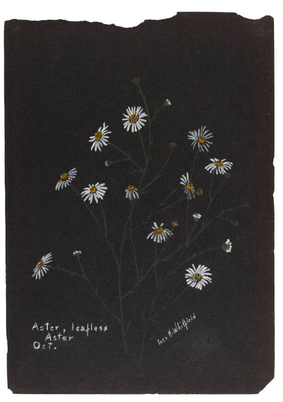 Aster, leafless; Aster (October)