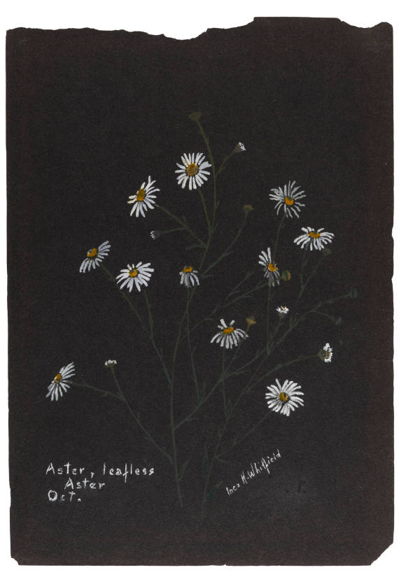 Aster, leafless; Aster (October)