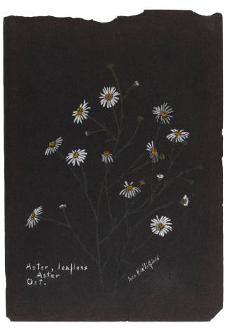 Aster, leafless; Aster (October)